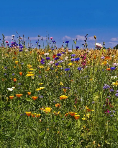 Blumenwiese - Biodiversität