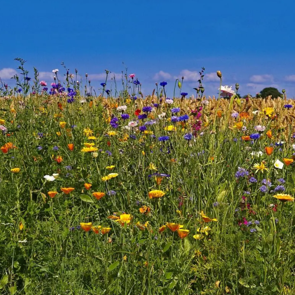 Blumenwiese - Biodiversität