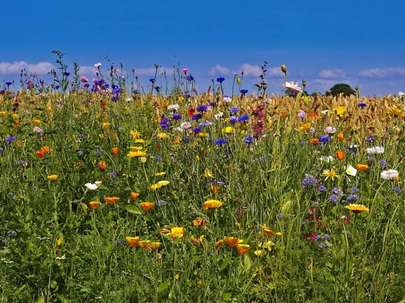Blumenwiese - Biodiversität