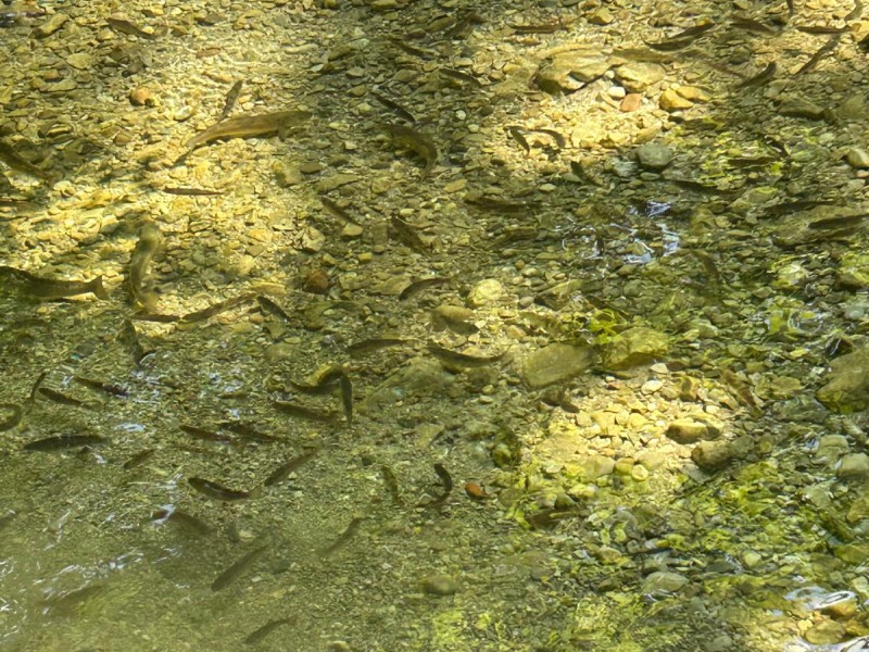 Fish farming 2024