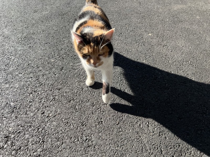 Betriebskatze 🐈