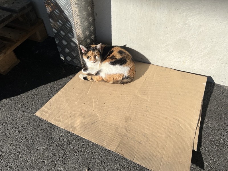 Company Cat